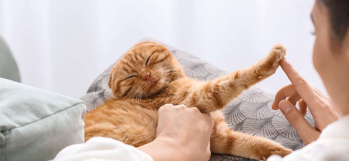 1200_1557386580blog_post_todo_el_caracter_de_los_gatos_3